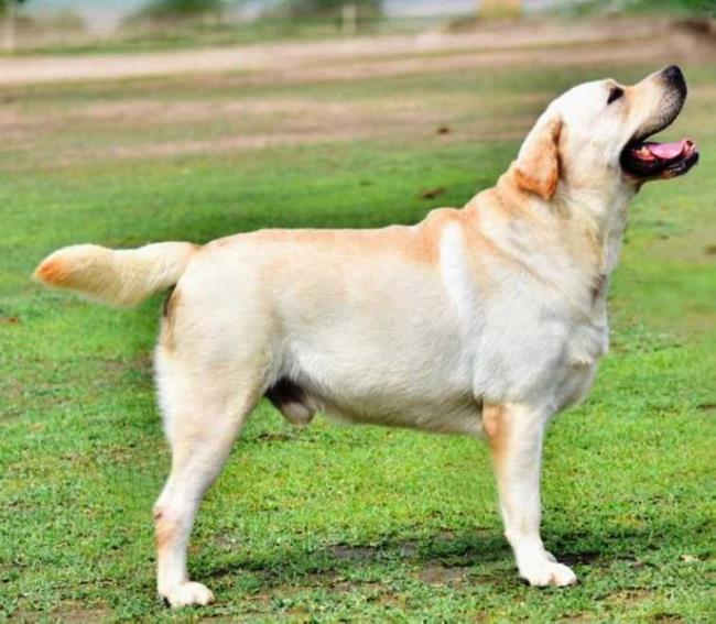 Краткий обзор самой красивой алабайской собаки