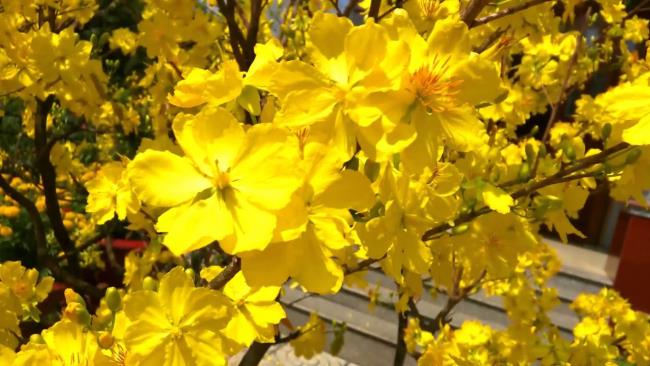 Flores de Damasco douradas no feriado de Tet 12