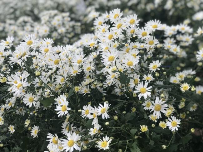 ترکیب تصاویر از زیباترین گلهای سفید