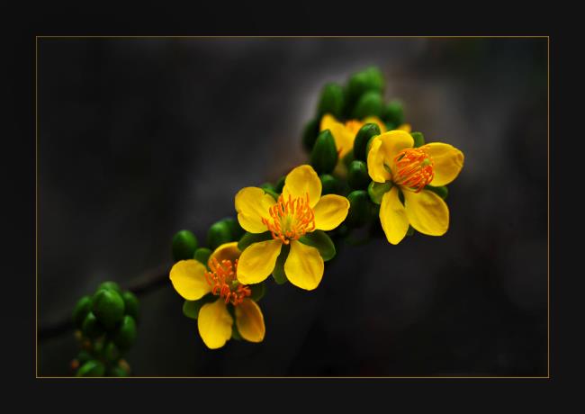زهور المشمش الذهبية في رأس السنة 17