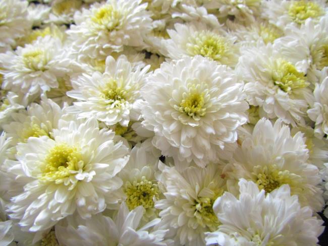 Kombinieren Sie Bilder der schönsten weißen Gänseblümchen