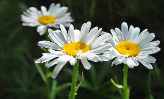 Combining images of the most beautiful white daisies