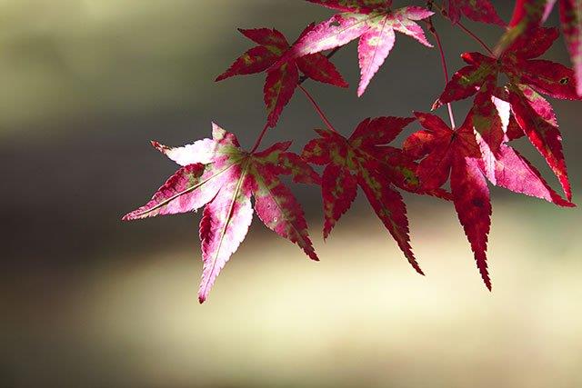 Zusammenfassung der schönsten roten Ahornblätter