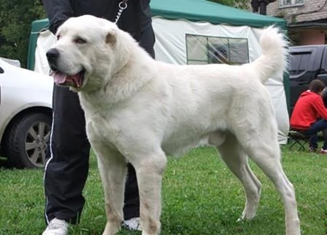 خلاصه ای از زیباترین سگ آلبایی