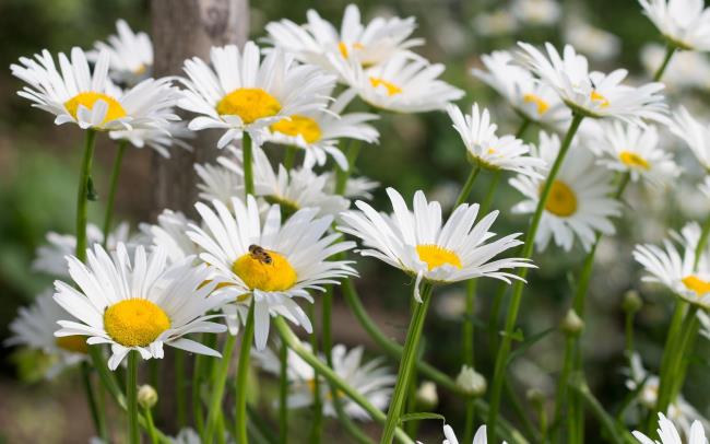 Combining images of the most beautiful white daisies