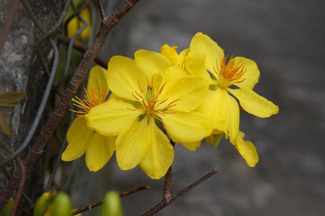 زهور المشمش الذهبي في عطلة تيت 26