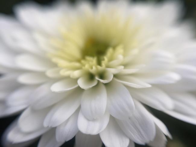 Kombinieren Sie Bilder der schönsten weißen Gänseblümchen