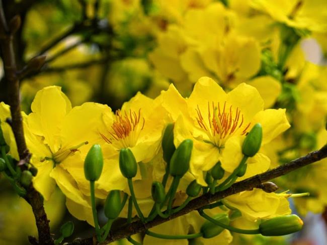 Fotos de flores de damasco douradas no ano novo 29
