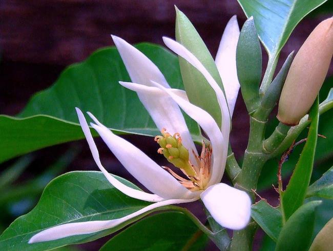 Flori frumoase de magnolie albă