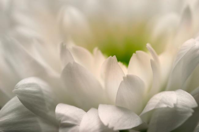 Combiner des images des plus belles marguerites blanches