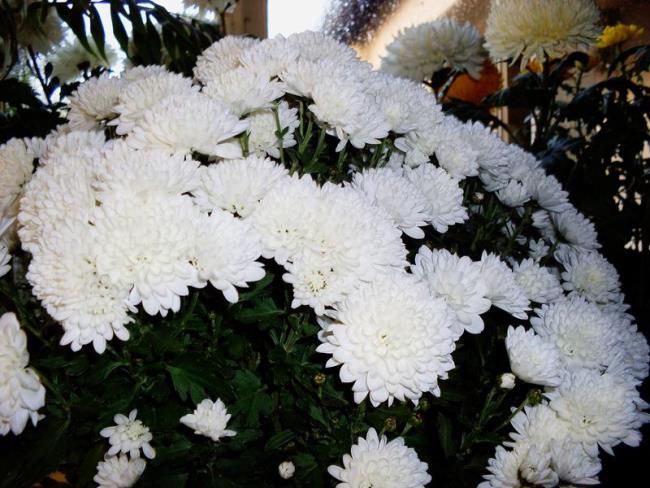 ترکیب تصاویر از زیباترین گلهای سفید