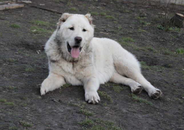 خلاصه ای از زیباترین سگ آلبایی