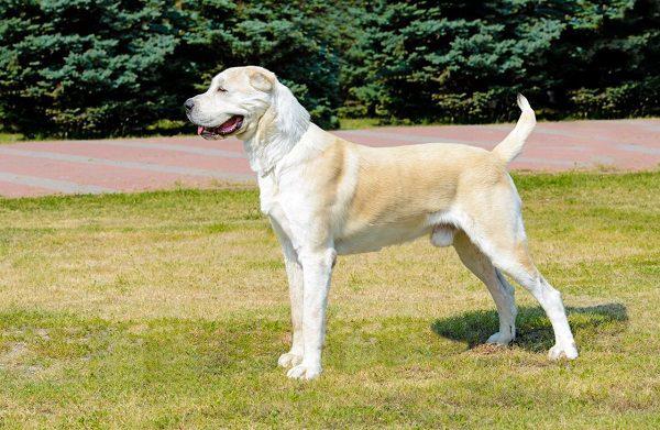 Краткий обзор самой красивой алабайской собаки