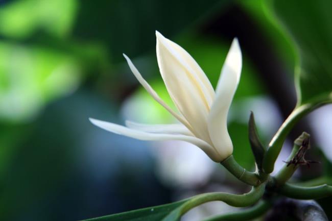 Prachtige witte magnolia bloemen