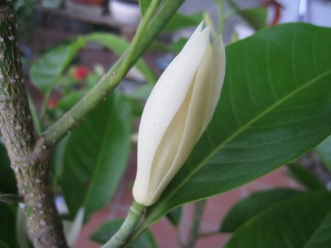 Piękne białe kwiaty magnolii