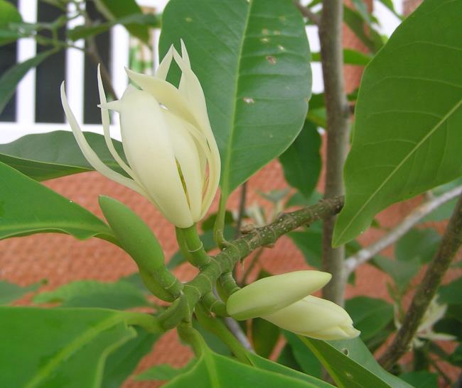 Belles fleurs de magnolia blanc
