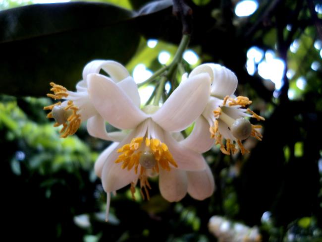 Résumé des plus belles images de fleurs de pamplemousse