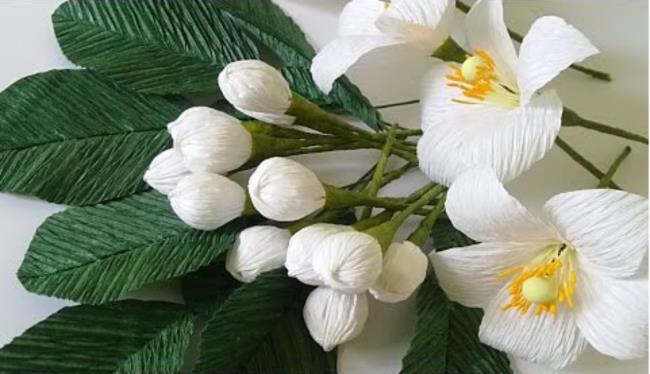 خلاصه ای از زیباترین تصاویر گلهای گریپ فروت
