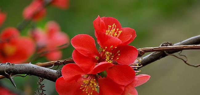 Bild der roten Aprikosenblüte am Tet-Feiertag 47