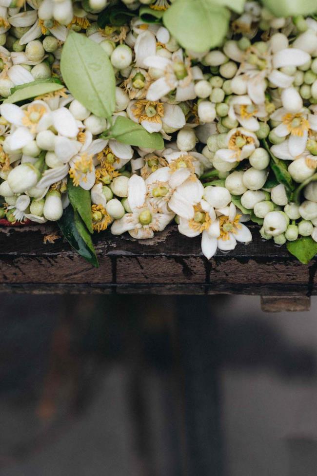 خلاصه ای از زیباترین تصاویر گلهای گریپ فروت