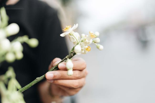 Greyfurt çiçeklerinin en güzel görüntülerinin özeti