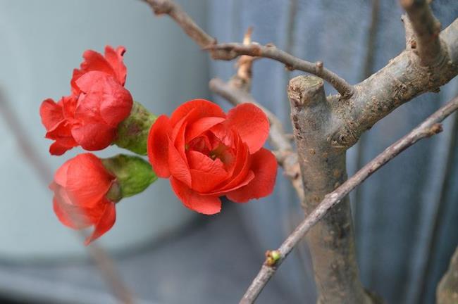 Image of red apricot blossom on Tet holiday 48