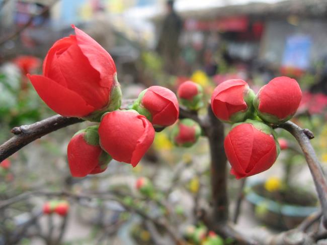 Bild der roten Aprikosenblüte am Tet-Feiertag 49