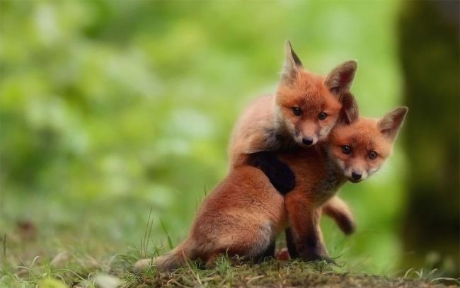 Collection of the most beautiful fox image