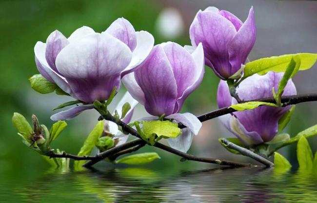 Красивые фиолетовые цветы магнолии