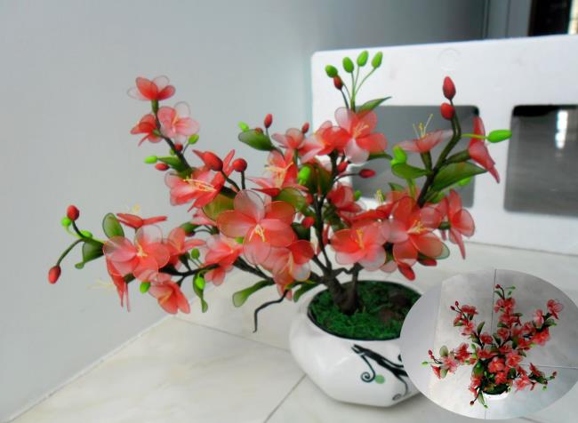 Bild der roten Aprikosenblüte auf Neujahr 52