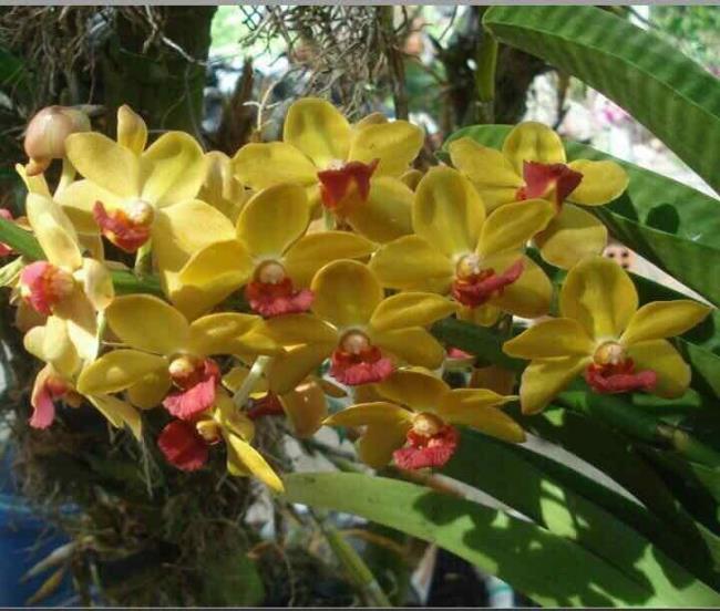 Belles fleurs d'ylang ylang jaune