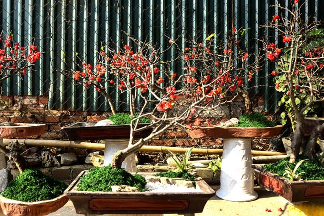 Image of red apricot blossom on Tet holiday 53