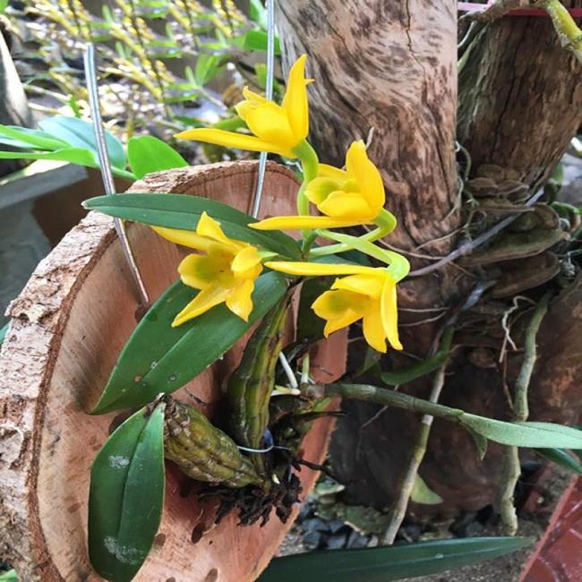 Beautiful yellow ylang ylang flowers