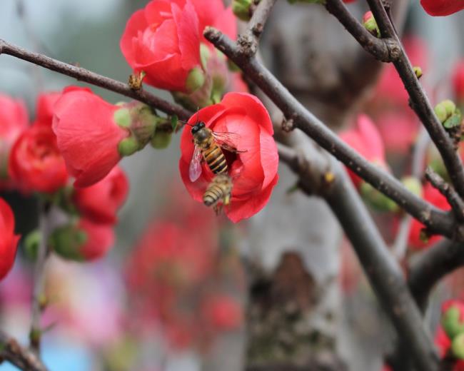 Bild der roten Aprikosenblüte am Tet-Feiertag 55