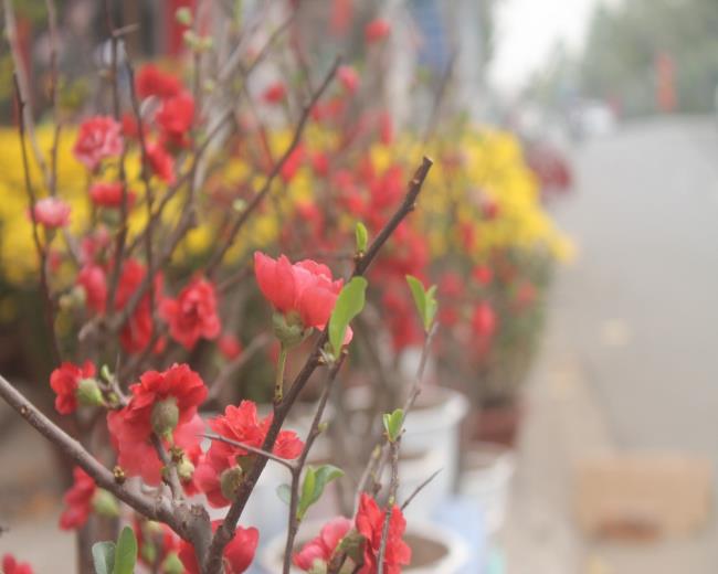 Bild der roten Aprikosenblüte am Tet-Feiertag 56