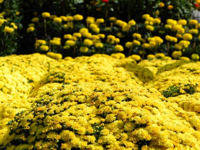 Kombinieren Sie Bilder der schönsten gelben Gänseblümchen