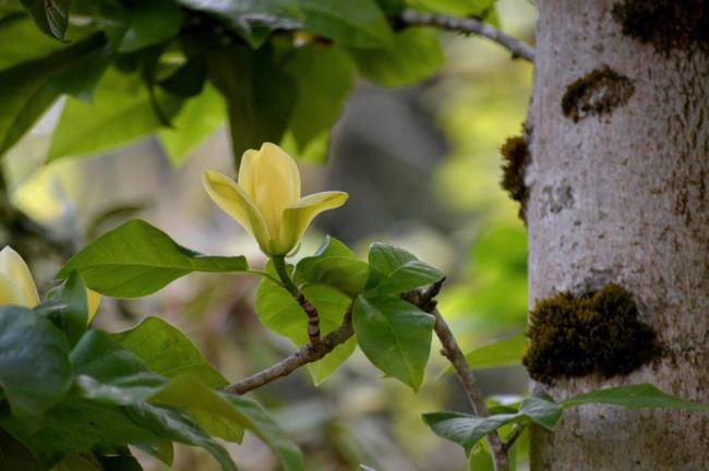 Frumoase flori galbene de ylang