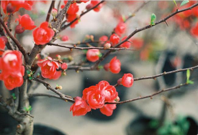 Bild der roten Aprikosenblüte auf Neujahr 58