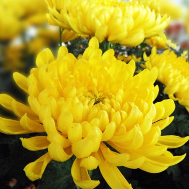 Combiner des images des plus belles marguerites jaunes
