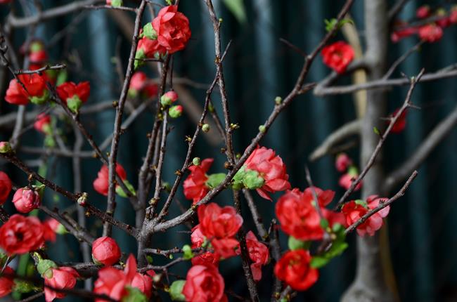 Fotos rote Aprikosenblüte auf Neujahr 60