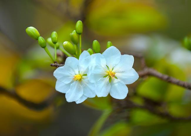 Photos of white apricot blossom on New Year 61