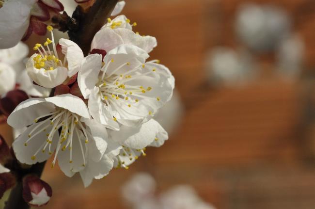 Photos de fleur d'abricot blanc sur le Nouvel An 62