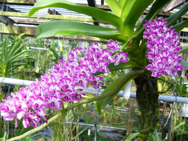 Красивая магнолия цветет лесная орхидея 