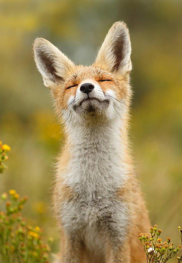 Coleção da mais bela imagem de raposa