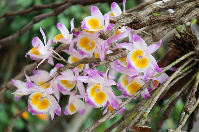 Piękna magnolia kwitnie lasowej orchidei 