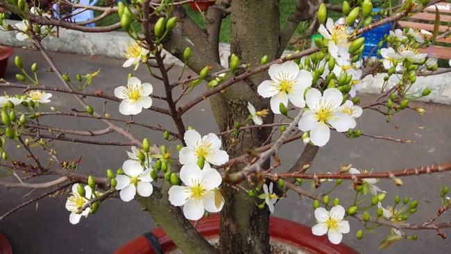 Bild der weißen Aprikosenblüte am Tet-Feiertag 66
