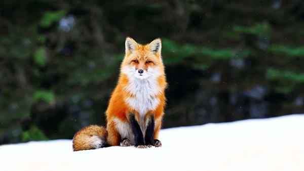 Coleção da mais bela imagem de raposa