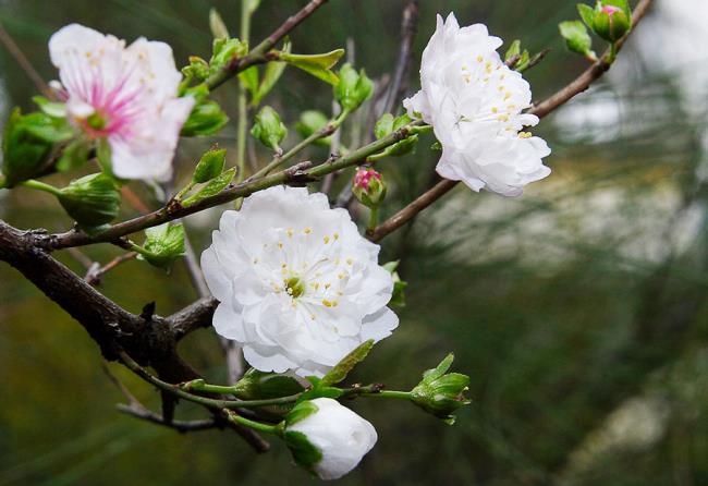 Imagem da flor branca de damasco no feriado de Tet 67