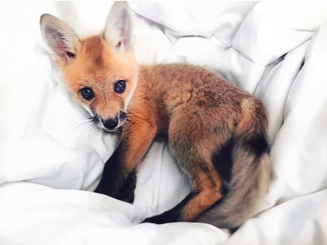 Collection of the most beautiful fox image