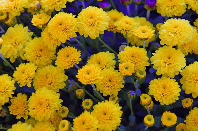 ترکیب تصاویر از زیباترین گلهای مایل به زرد
